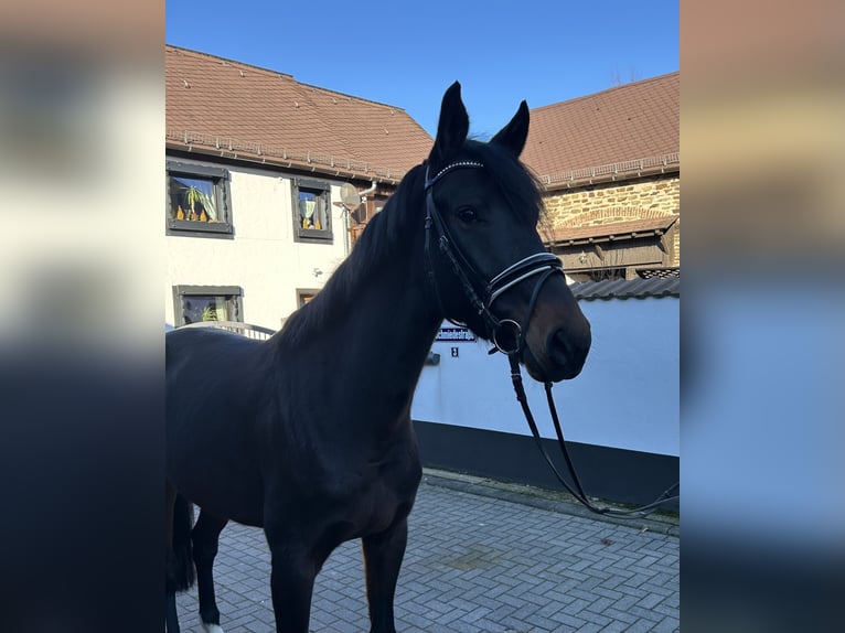 Oldenburger Stute 5 Jahre 165 cm Dunkelbrauner in Anhausen
