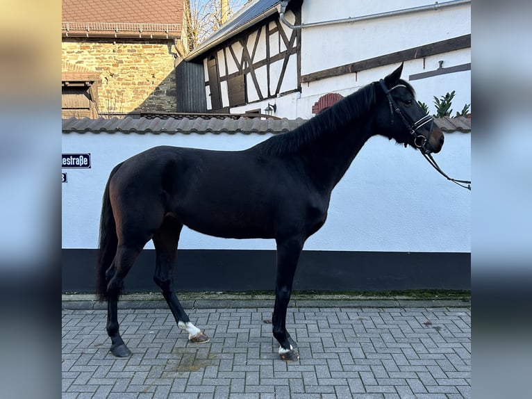 Oldenburger Stute 5 Jahre 165 cm Dunkelbrauner in Anhausen