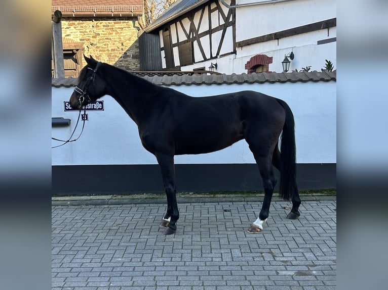 Oldenburger Stute 5 Jahre 165 cm Dunkelbrauner in Anhausen