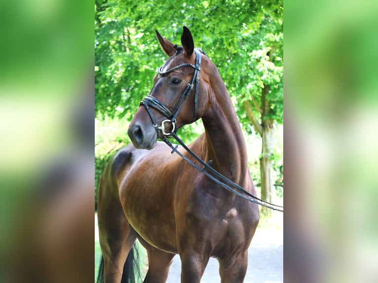 Oldenburger Stute 5 Jahre 165 cm Dunkelbrauner in Fröndenberg