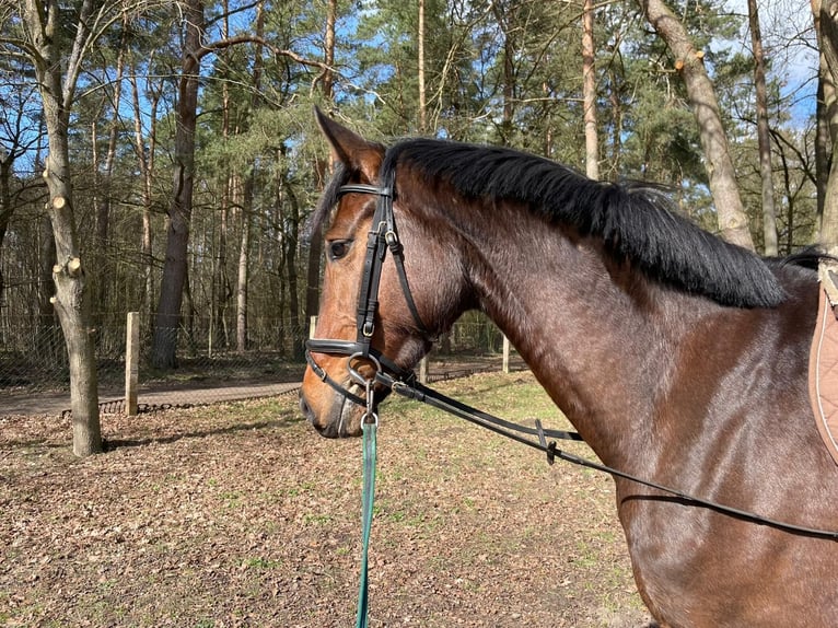 Oldenburger Stute 5 Jahre 165 cm Dunkelbrauner in Schwartow