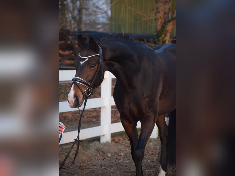 Oldenburger Stute 5 Jahre 165 cm Dunkelbrauner in Dätgen