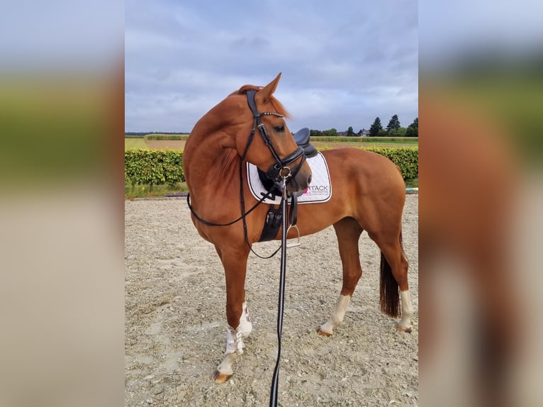 Oldenburger Stute 5 Jahre 165 cm Fuchs in Mönchengladbach
