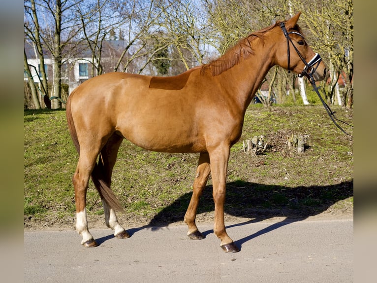 Oldenburger Stute 5 Jahre 165 cm Fuchs in Groß Kreutz