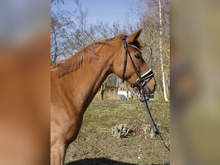 Oldenburger Stute 5 Jahre 165 cm Fuchs in Groß Kreutz