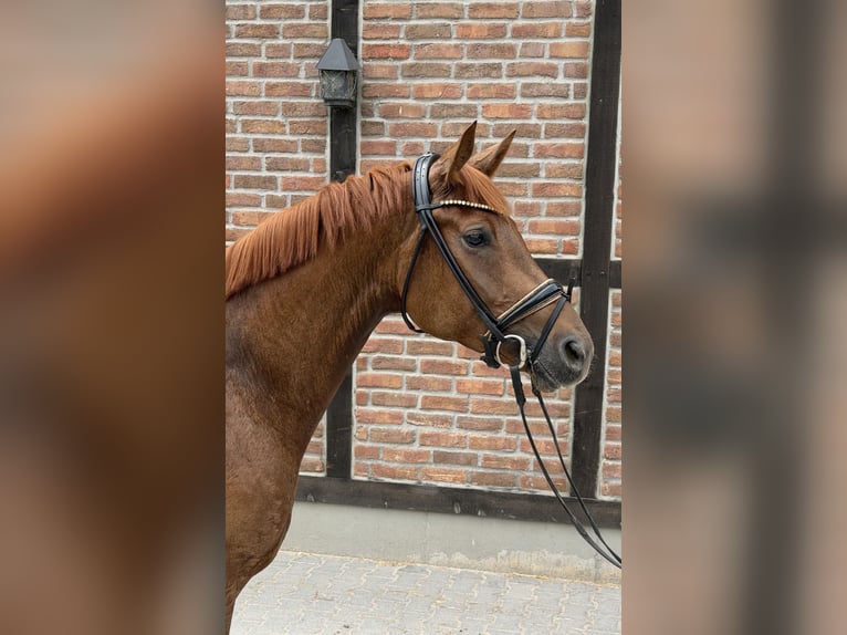 Oldenburger Stute 5 Jahre 165 cm Fuchs in Heidesheim am Rhein