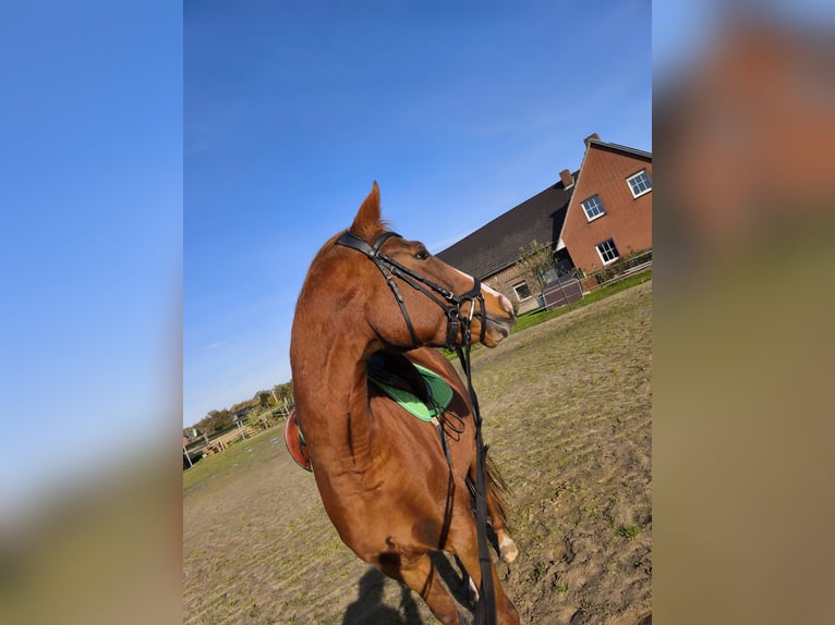 Oldenburger Stute 5 Jahre 165 cm Fuchs in Straelen