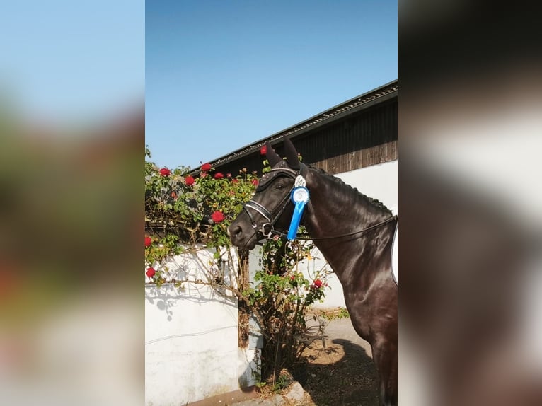 Oldenburger Stute 5 Jahre 165 cm Rappe in Trier