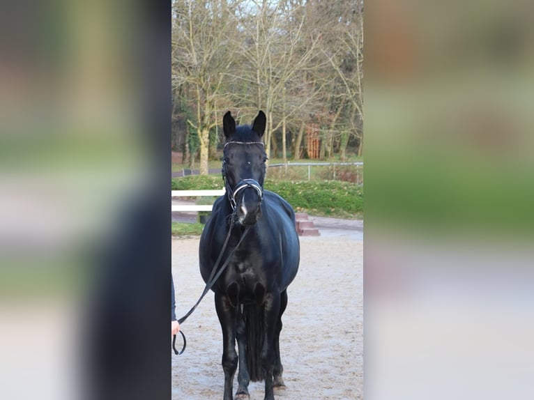 Oldenburger Stute 5 Jahre 165 cm Rappe in Trier