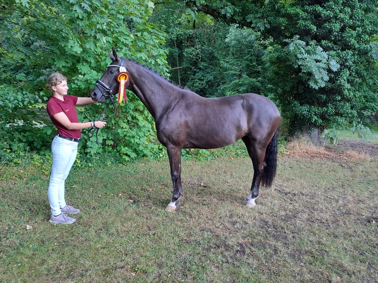 Oldenburger Stute 5 Jahre 165 cm Rappe in Goldbeck