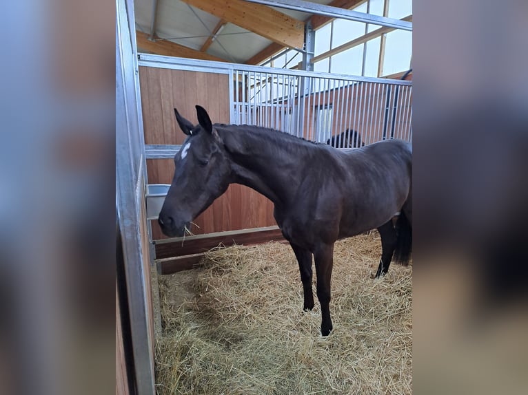Oldenburger Stute 5 Jahre 165 cm Rappe in Goldbeck