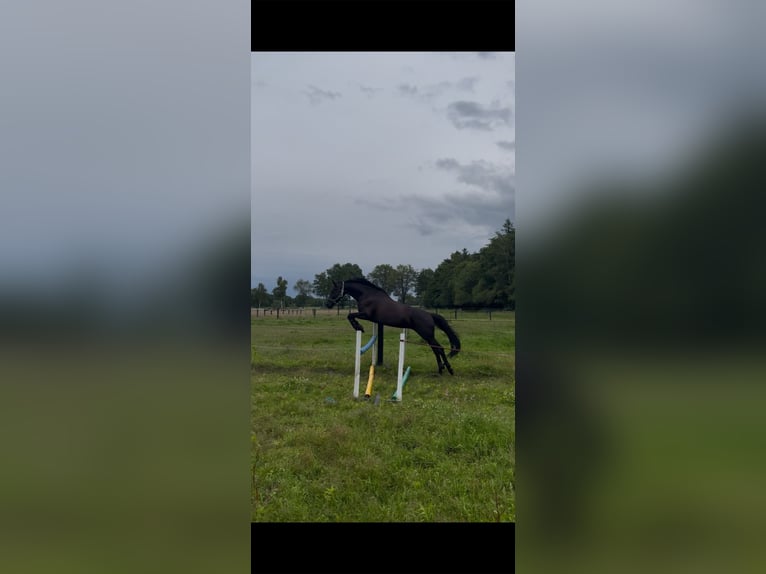Oldenburger Stute 5 Jahre 165 cm Rappe in Nordhorn