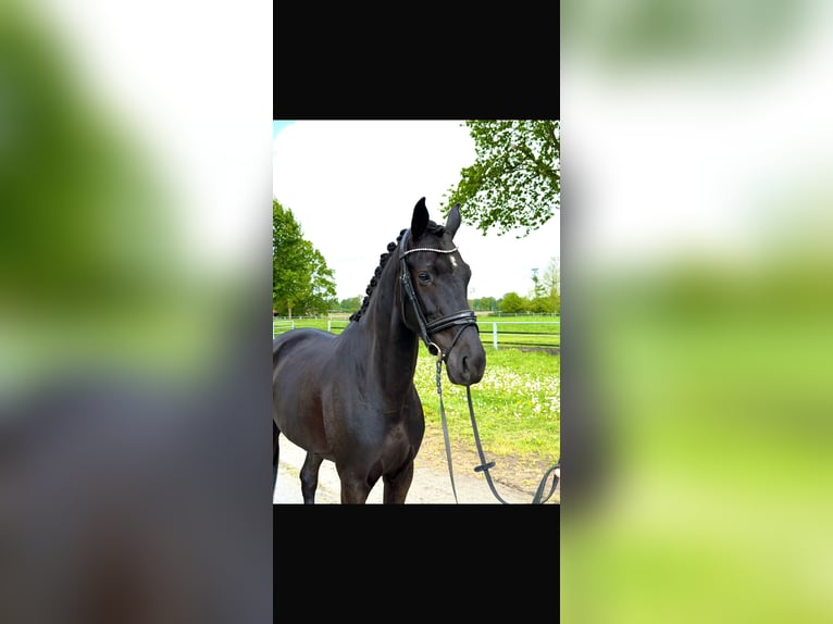 Oldenburger Stute 5 Jahre 165 cm Rappe in Nordhorn