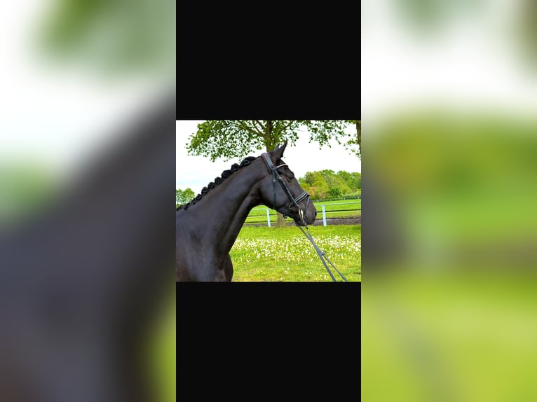 Oldenburger Stute 5 Jahre 165 cm Rappe in Nordhorn