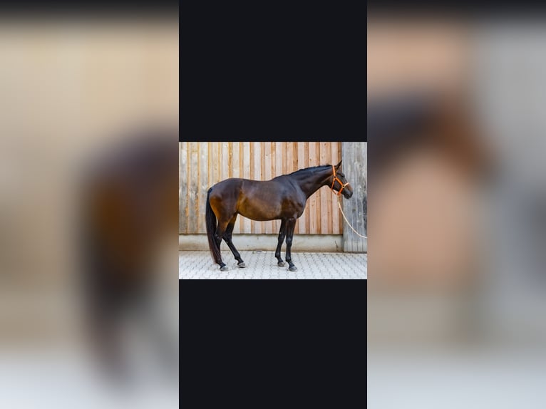 Oldenburger Stute 5 Jahre 165 cm Schwarzbrauner in Freilassing