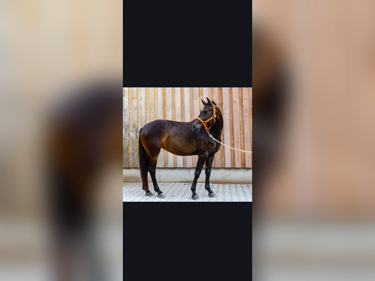 Oldenburger Stute 5 Jahre 165 cm Schwarzbrauner in Freilassing