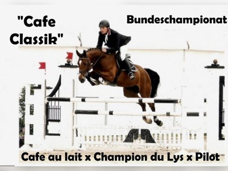 Oldenburger Stute 5 Jahre 166 cm Brauner in Bramsche