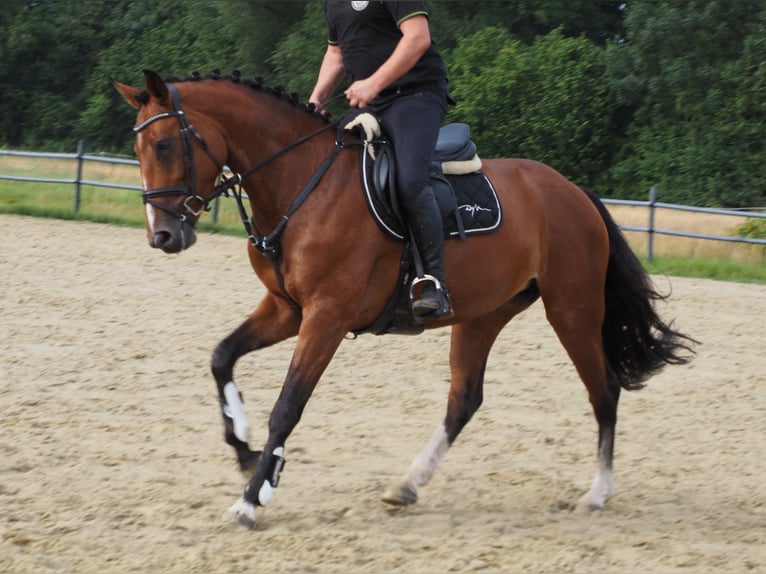 Oldenburger Stute 5 Jahre 166 cm Brauner in Bramsche