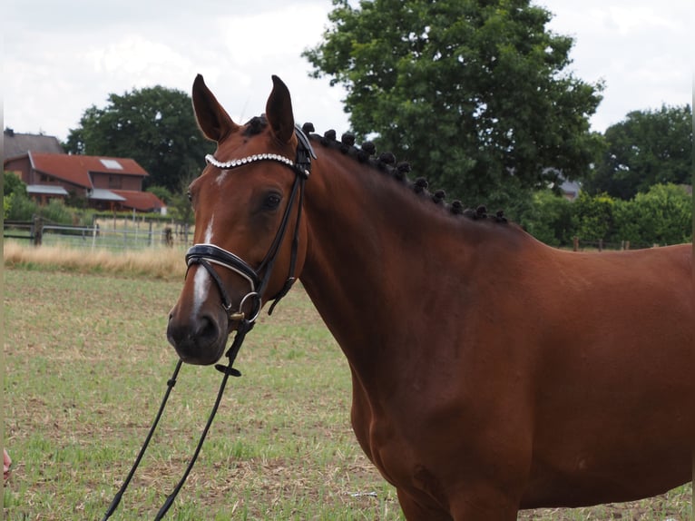 Oldenburger Stute 5 Jahre 166 cm Brauner in Bramsche