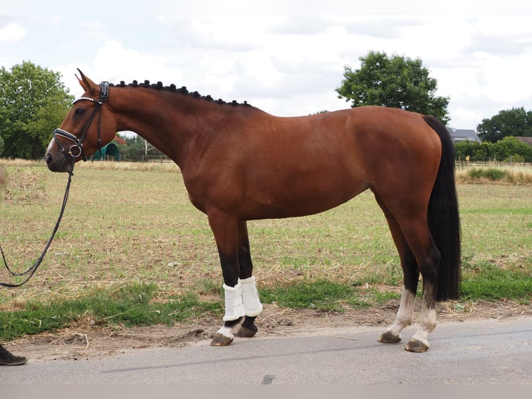 Oldenburger Stute 5 Jahre 166 cm Brauner in Bramsche