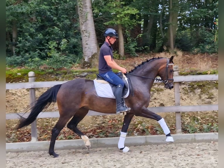Oldenburger Stute 5 Jahre 166 cm Brauner in Bramsche
