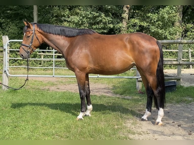 Oldenburger Stute 5 Jahre 166 cm Brauner in Hoya