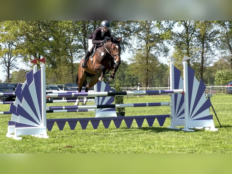 Oldenburger Stute 5 Jahre 166 cm Brauner in Hoya