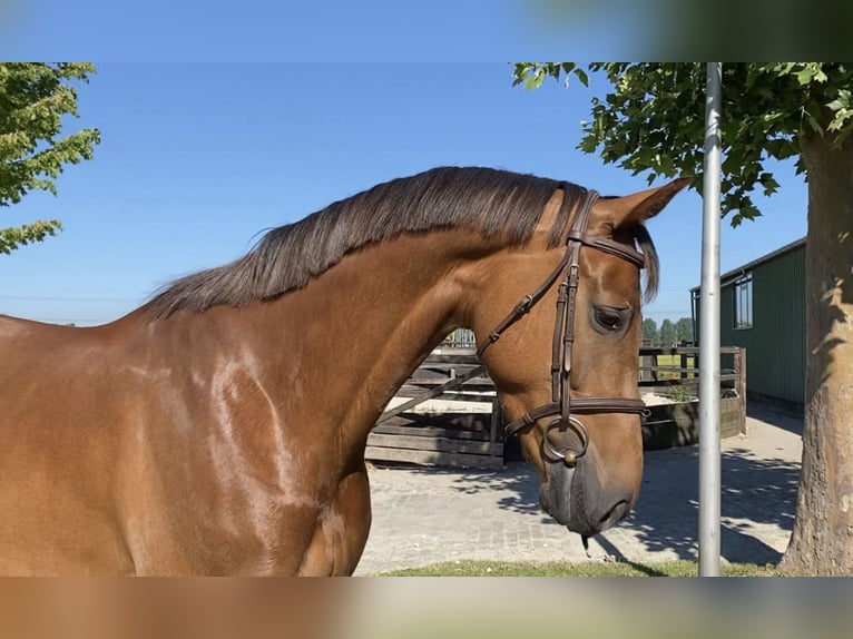Oldenburger Stute 5 Jahre 166 cm Dunkelfuchs in Bladel