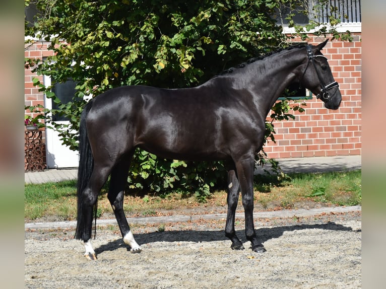 Oldenburger Stute 5 Jahre 166 cm Rappe in F&#xFC;rstenau
