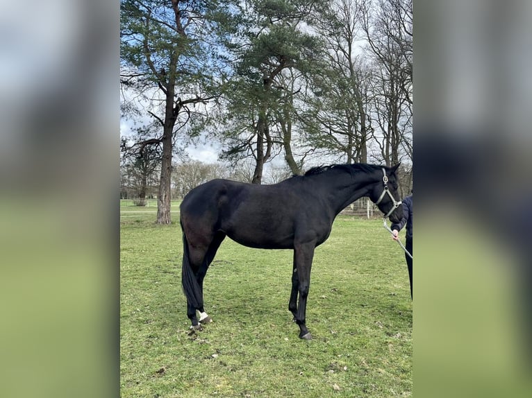 Oldenburger Stute 5 Jahre 166 cm Rappe in Raddestorf