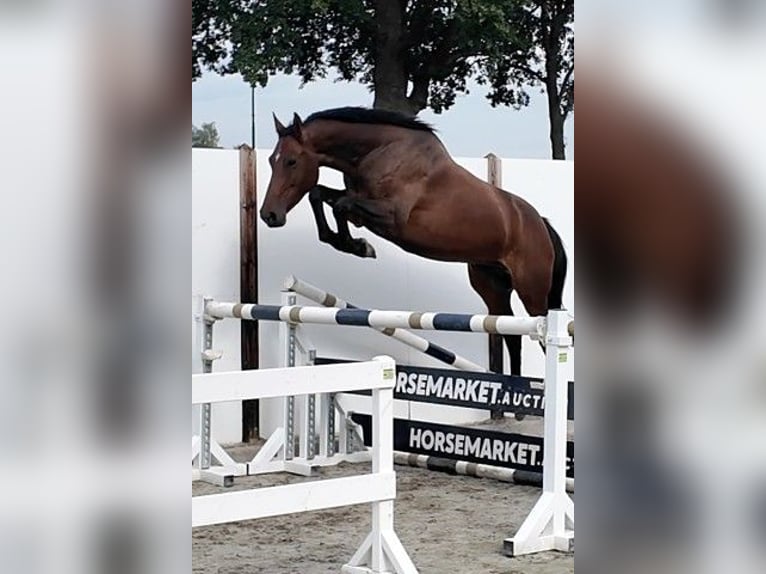 Oldenburger Stute 5 Jahre 166 cm Rotbrauner in Waddinxveen