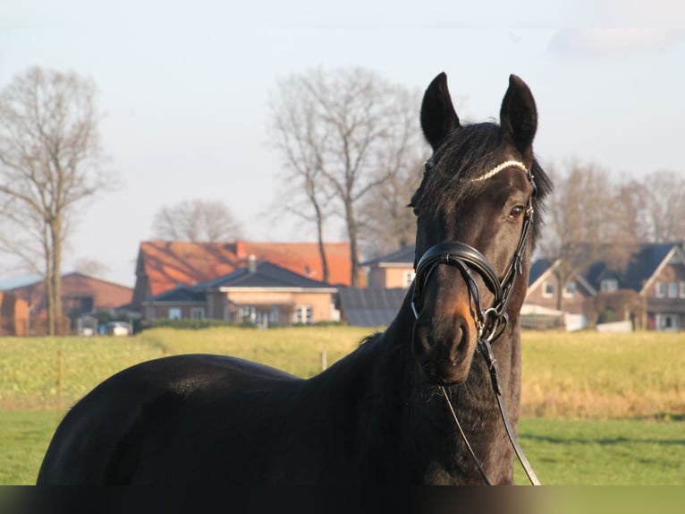 Oldenburger Stute 5 Jahre 166 cm Schwarzbrauner in Damme