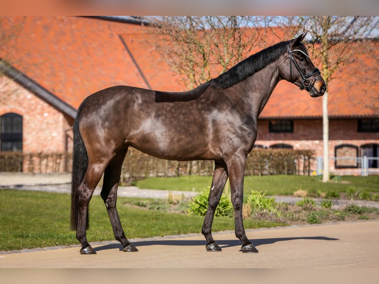 Oldenburger Stute 5 Jahre 166 cm Schwarzbrauner in Grebin