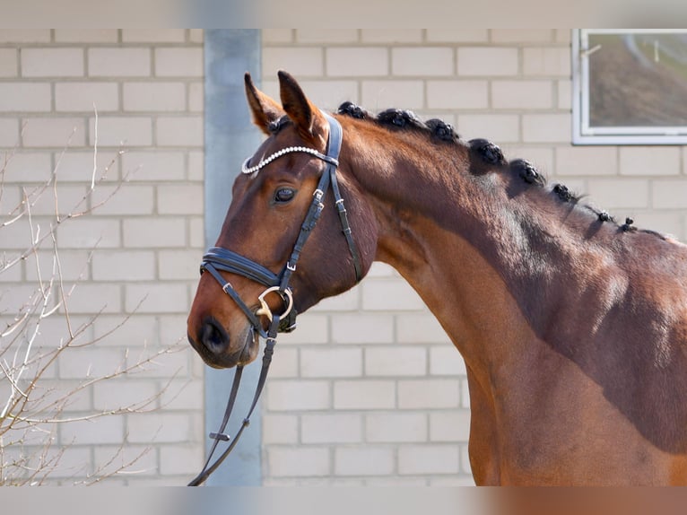Oldenburger Stute 5 Jahre 167 cm Brauner in Schünow/ Zossen