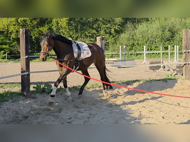 Oldenburger Stute 5 Jahre 167 cm Brauner in Papenburg