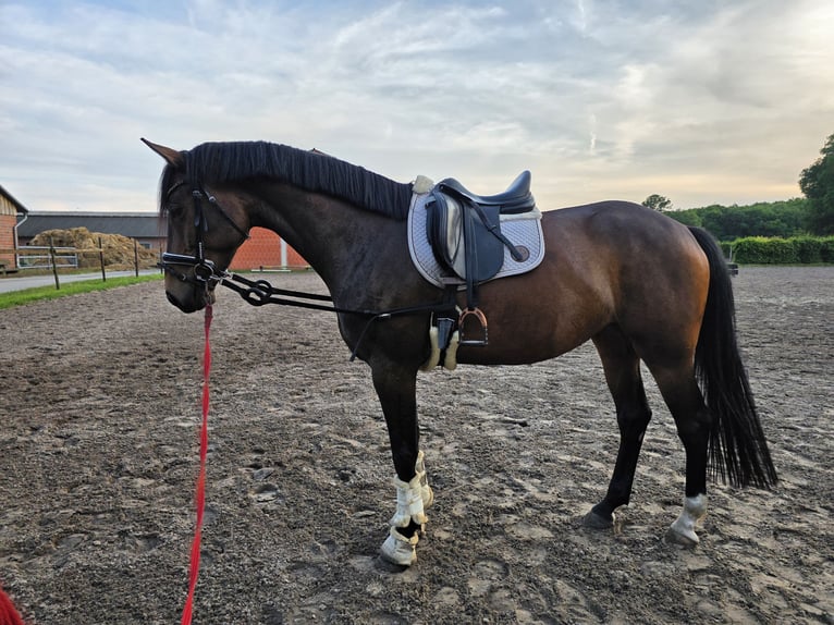 Oldenburger Stute 5 Jahre 167 cm Brauner in Papenburg