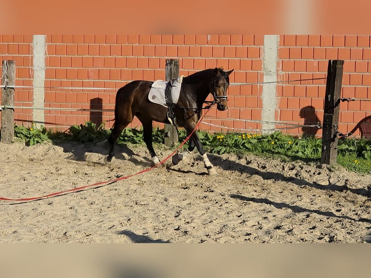 Oldenburger Stute 5 Jahre 167 cm Brauner in Papenburg