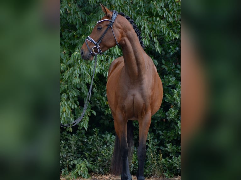 Oldenburger Stute 5 Jahre 167 cm Brauner in Stuhr
