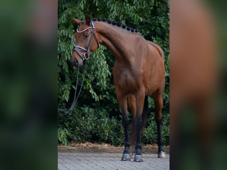 Oldenburger Stute 5 Jahre 167 cm Brauner in Stuhr