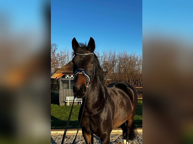 Oldenburger Stute 5 Jahre 167 cm Dunkelbrauner in Mohrkirch