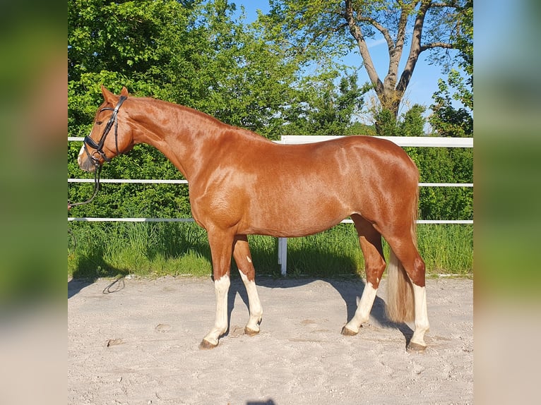 Oldenburger Stute 5 Jahre 167 cm Fuchs in Homberg (Efze)