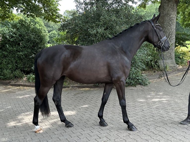 Oldenburger Stute 5 Jahre 167 cm Rappe in Löningen