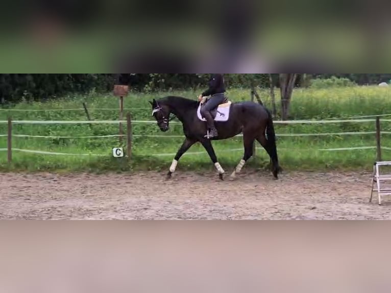 Oldenburger Stute 5 Jahre 167 cm Rappe in Freiburg im Breisgau