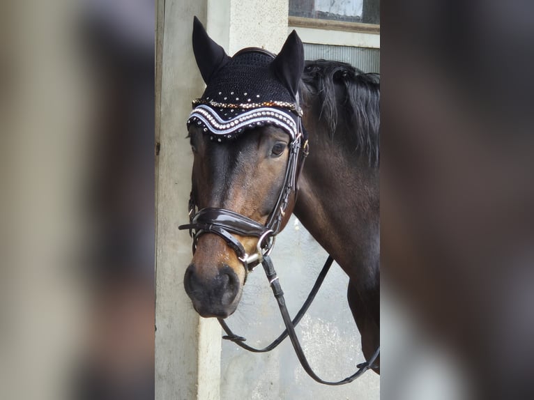 Oldenburger Stute 5 Jahre 167 cm Rappe in Freiburg im Breisgau