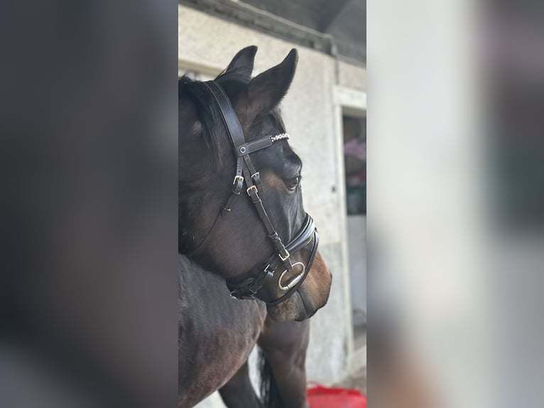 Oldenburger Stute 5 Jahre 167 cm Rappe in Freiburg im Breisgau