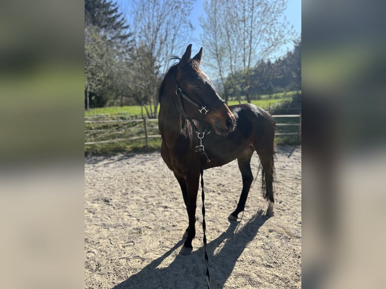 Oldenburger Stute 5 Jahre 167 cm Rappe in Freiburg im Breisgau