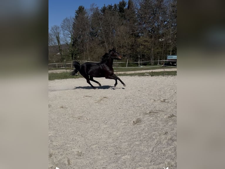 Oldenburger Stute 5 Jahre 167 cm Rappe in Freiburg im Breisgau