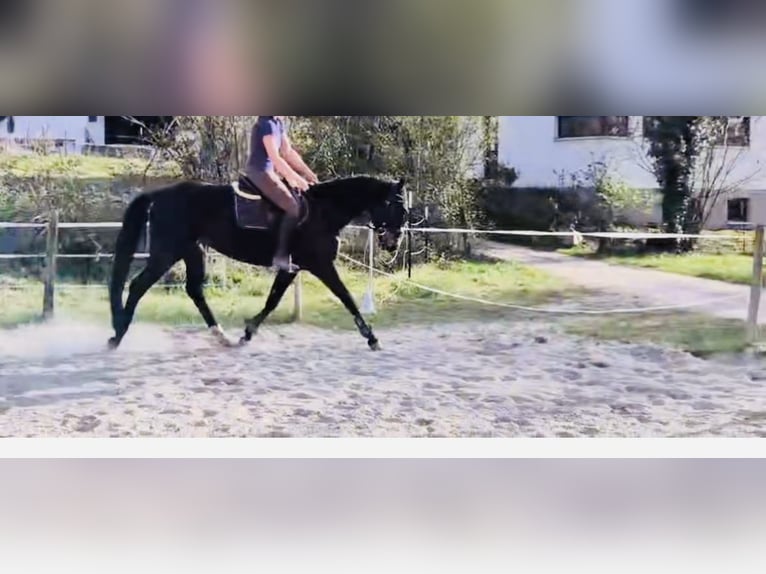 Oldenburger Stute 5 Jahre 167 cm Rappe in Freiburg im Breisgau