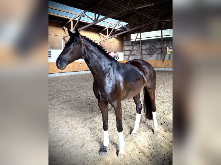 Oldenburger Stute 5 Jahre 167 cm Schwarzbrauner in Jemgum