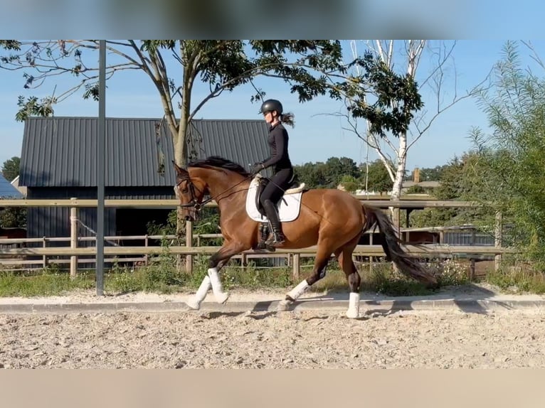 Oldenburger Stute 5 Jahre 168 cm Brauner in Borkheide